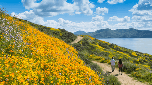 Yellow wildflowers bloom on the hill next to a hiking trail at Diamond Valley Lake